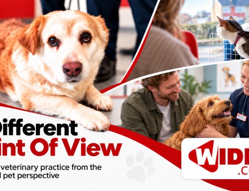 A Different Point of View: Filming a Veterinary Practice From the Client and Pet Perspective