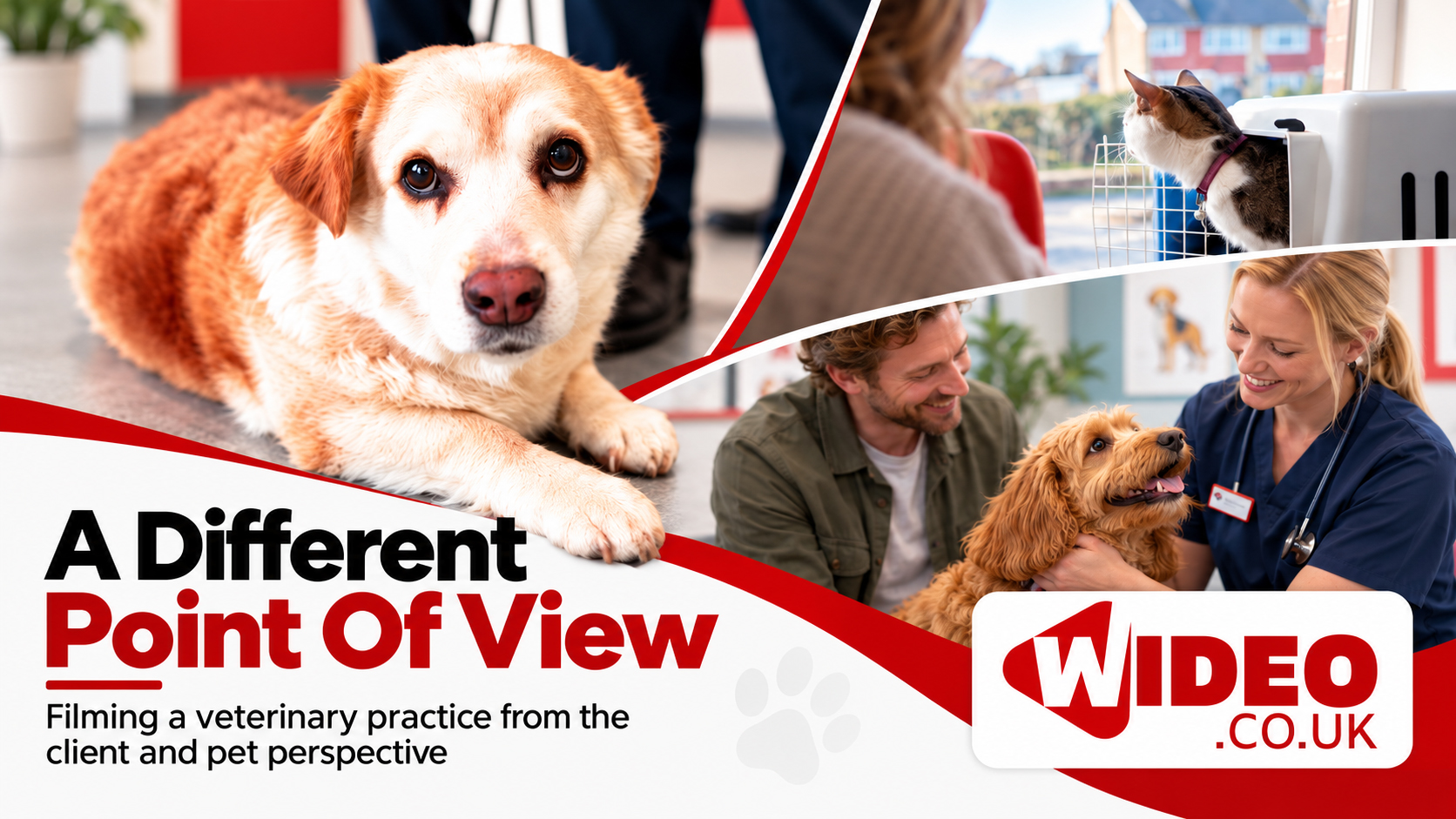 A Different Point of View: Filming a Veterinary Practice From the Client and Pet Perspective A Different Point of View: Filming a Veterinary Practice From the Client and Pet Perspective